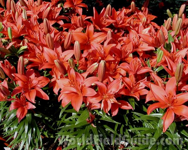 Multiple Plants<br>(Location of Picture: Commercially Grown)
