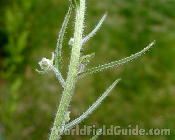 Leaf and Stem<br>(Location of Picture: Columbia River, Washington, USA, 07)