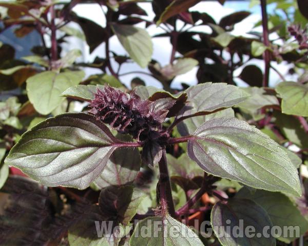 Top Of Plant in  Bloom<br>(Location of Picture: Commercially Grown)