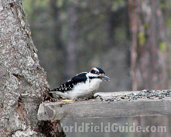Male - Feeding<br>(Location of Picture: Conconully, Washington, USA, 2007)