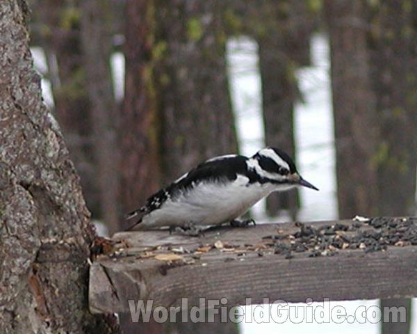 Male - Feeding<br>(Location of Picture: Conconully, Washington, USA, 2007)