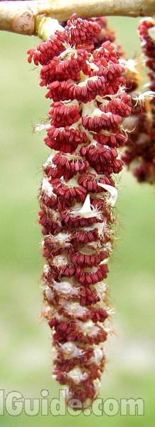 Reproduction - Close View<br>(Location of Picture: Okanogan, Wa, USA, 2007)