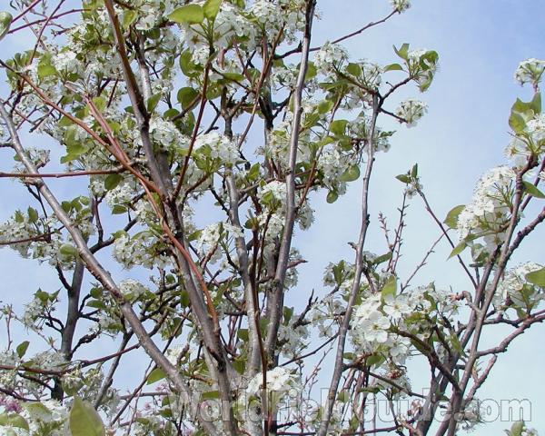 Silhoutte in  Bloom<br>(Location of Picture: Commercially Grown)