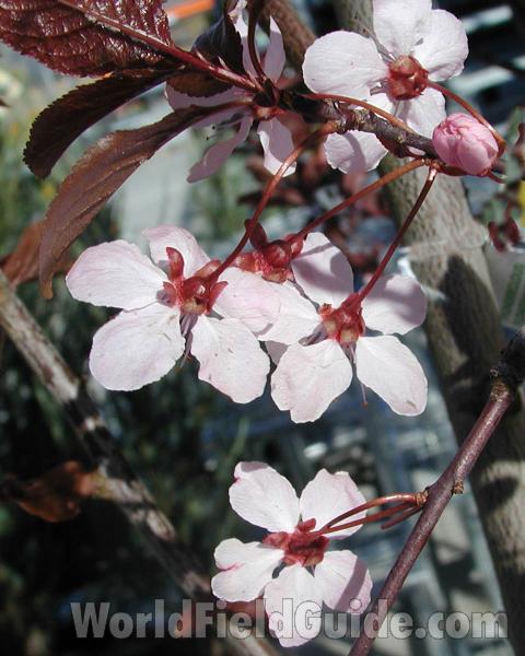 Flowers - Rear View<br>(Location of Picture: Commercially Grown)
