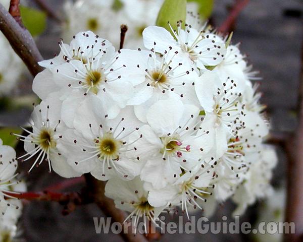 Flowering Hybrid<br>(Location of Picture: Commerically Grown)