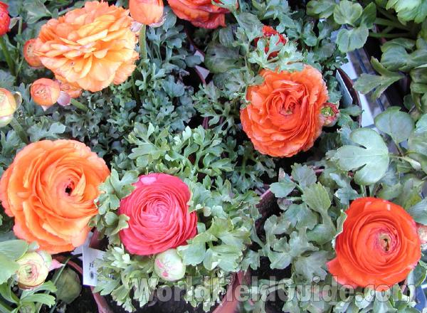 Red and Orange Flowers<br>(Location of Picture: Commercially Grown)