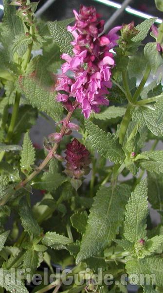 Leaves and Flowers<br>(Location of Picture: Commercially Grown)