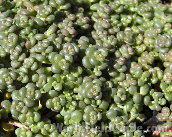Leaves<br>(Location of Picture: Ornamental, Nelson Flowers, Wa USA)