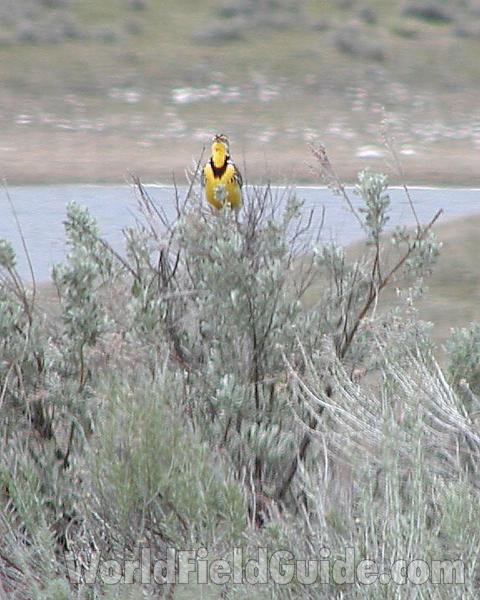 Front View in  Habitat<br>(Location of Picture: Omak Lake, Wa, USA, Spring 2007)