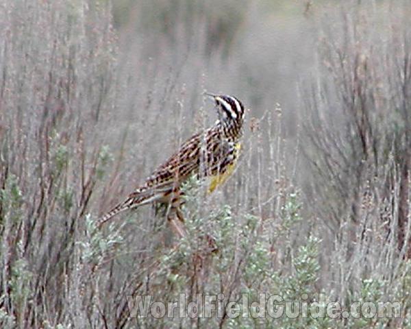 Back View in  Habitat<br>(Location of Picture: Omak Lake, Wa, USA, Spring 2007)