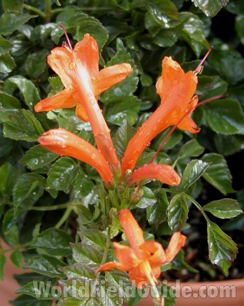 Flowers - Side View<br>(Location of Picture: Commercially Grown)