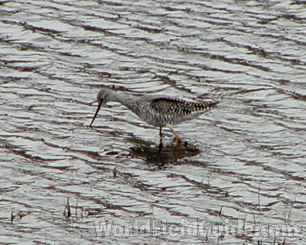 In Shallow Water in Habitat<br>(Location of Picture: Big Goose Lake, Washington, 2007)