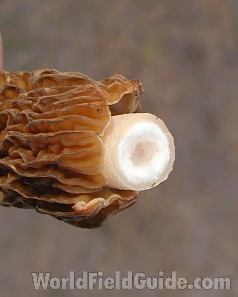 Stem Cutaway View<br>(Location of Picture: Neville Ridge, Wa, USA, Spring 200)