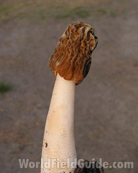 Side View<br>(Location of Picture: Neville Ridge, Wa, USA, Spring 200)