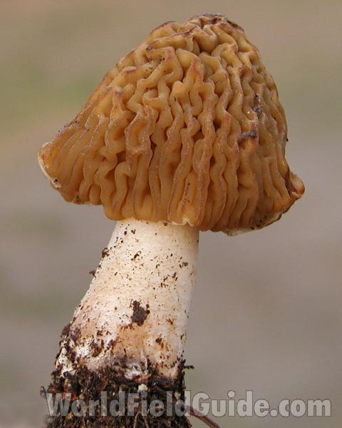 Mature Side View<br>(Location of Picture: Neville Ridge, Wa, USA, Spring 200)