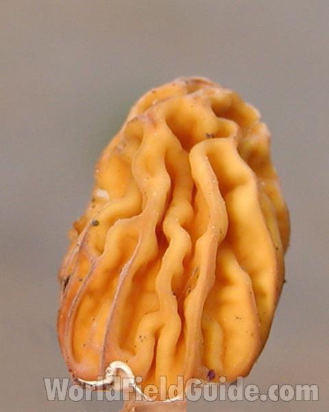 Close View #2<br>(Location of Picture: Neville Ridge, Wa, USA, Spring 200)