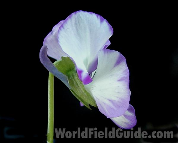 Flower - Side View<br>(Location of Picture: Commercially Grown)