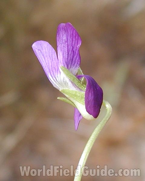 Flower - Side View<br>(Location of Picture: Commercially Grown)