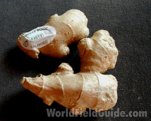 Root<br>(Location of Picture: Grocery Trade, Wa, USA, 2007)