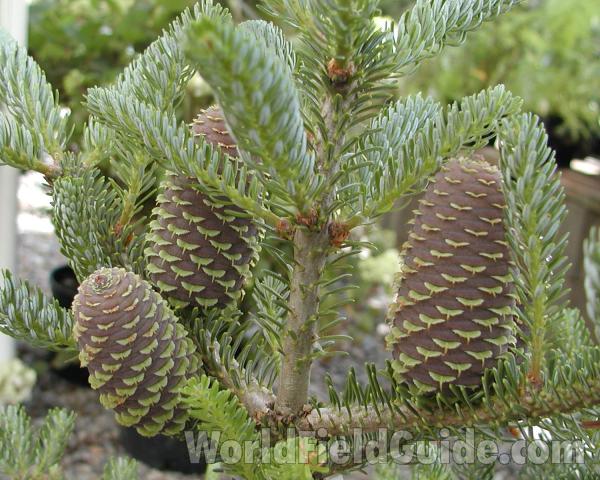 Cones<br>(Location of Picture: Ornamental, Shady Creek, Wa, 2007)