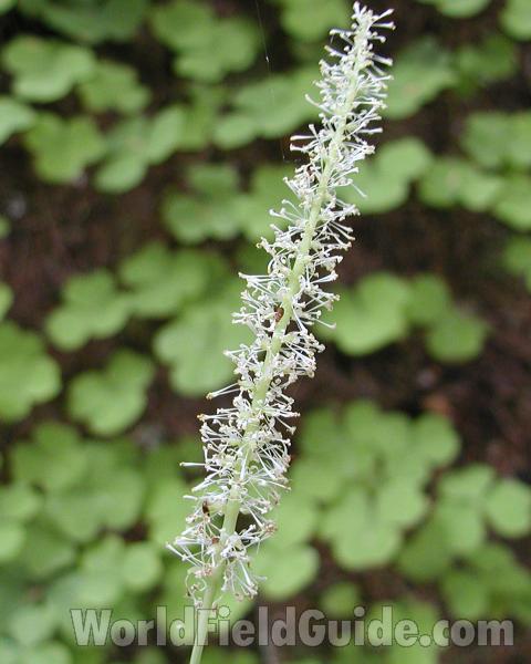 Flower Spike<br>(Location of Picture: Mt Rainier, Wa, USA, 2007)