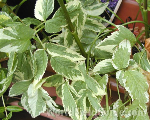 Leaves<br>(Location of Picture: Private Garden, Seattle, Wa, 2007)