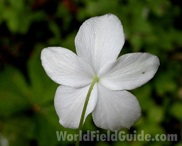 Flower - Rear View<br>(Location of Picture: Mt Rainier, Wa, USA, 2007)