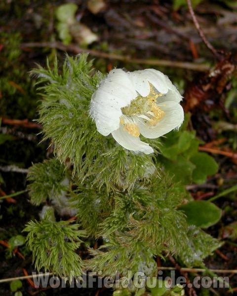 Top Of Plant in  Bloom<br>(Location of Picture: Mt Rainier, Wa, USA, 2007)