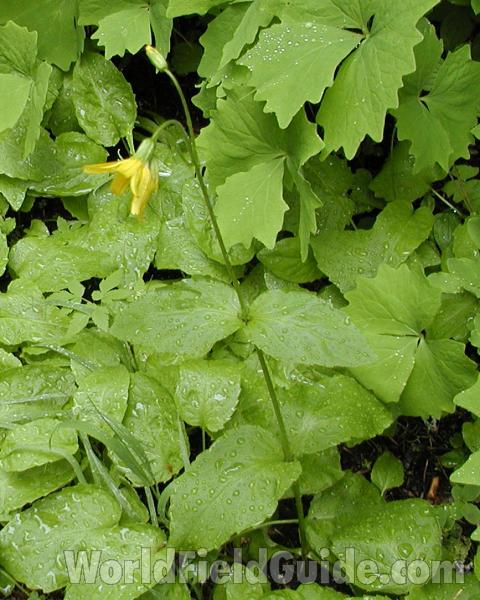 Top Of Plant in  Bloom<br>(Location of Picture: Mt Rainier, Wa, USA, 2007)