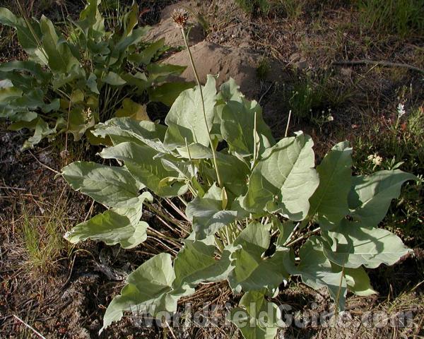 Habitat View<br>(Location of Picture: Okanogan, Wa, USA, 2007)