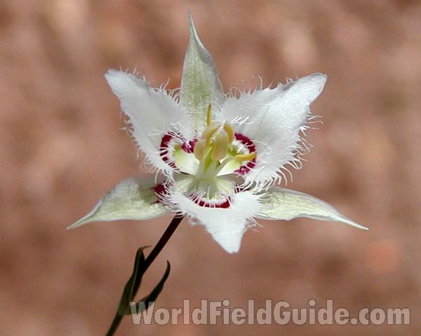Flower - Angle View<br>(Location of Picture: Conconully, Wa, USA, 2007)