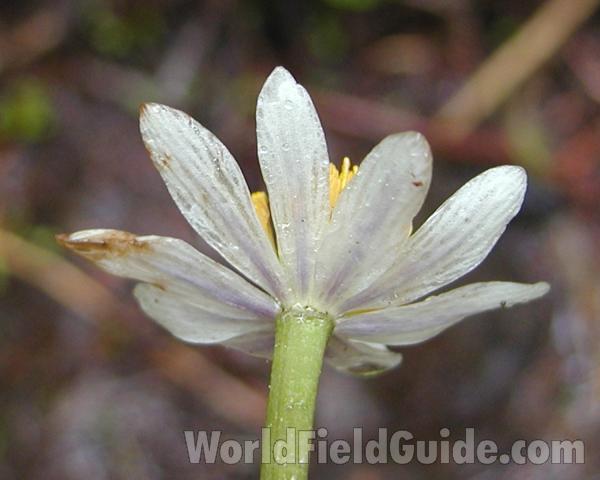 Flower - Rear View<br>(Location of Picture: Mt Rainier, Wa, USA, 2007)