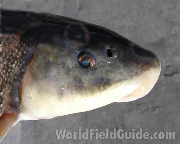 Head - Side View<br>(Location of Picture: Salmon Creek, Wa, USA, 2007)