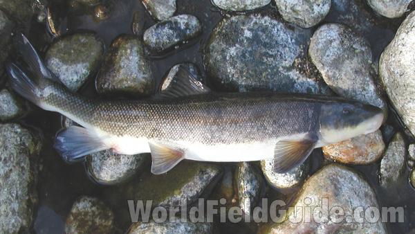 Silhouette - Side View<br>(Location of Picture: Salmon Creek, Wa, USA, 2007)