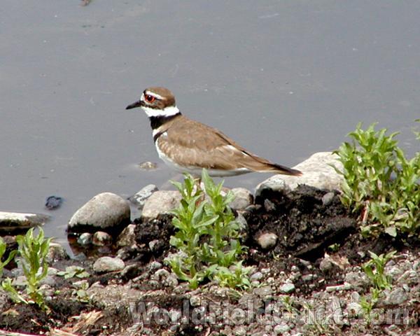 Habitat View<br>(Location of Picture: Big Goose Lake, Wa, USA, 2007)