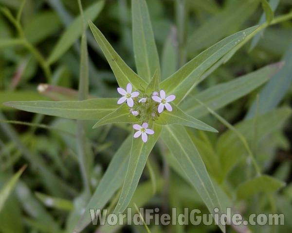 Top View Of Plant<br>(Location of Picture: Conconully, Wa, USA, 2007)