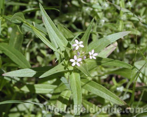 Top View Of Plant - Close View<br>(Location of Picture: Conconully, Wa, USA, 2007)