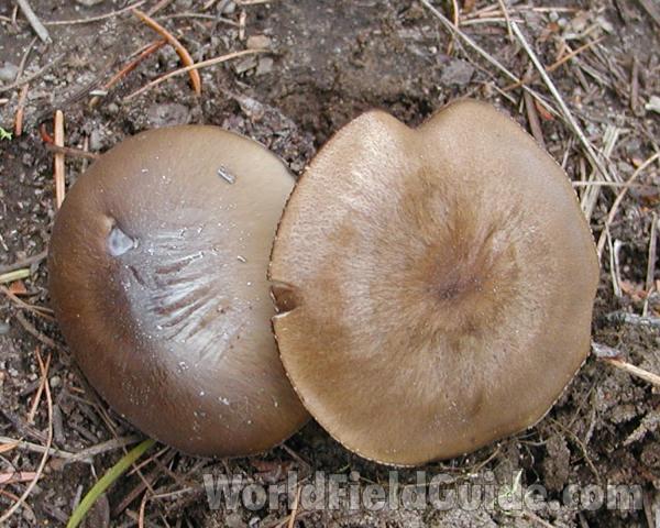 Underside<br>(Location of Picture: Conconully, Wa, USA, 2007)