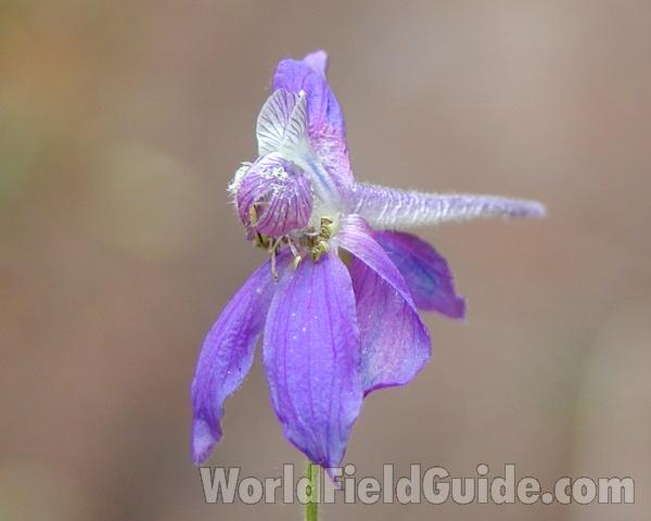 Flower - Side View<br>(Location of Picture: Conconully, Wa, USA, 2007)