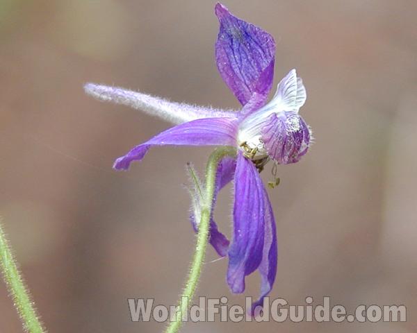 Flower - Side View<br>(Location of Picture: Conconully, Wa, USA, 2007)