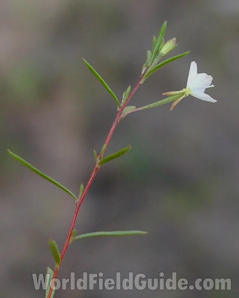 Top Of Plant in  Bloom<br>(Location of Picture: Neville Ridge, Wa, USA, 2007)