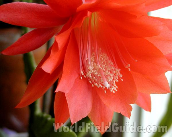 Flower - Close View<br>(Location of Picture: Private Home, Okanogan, Wa, 2007)