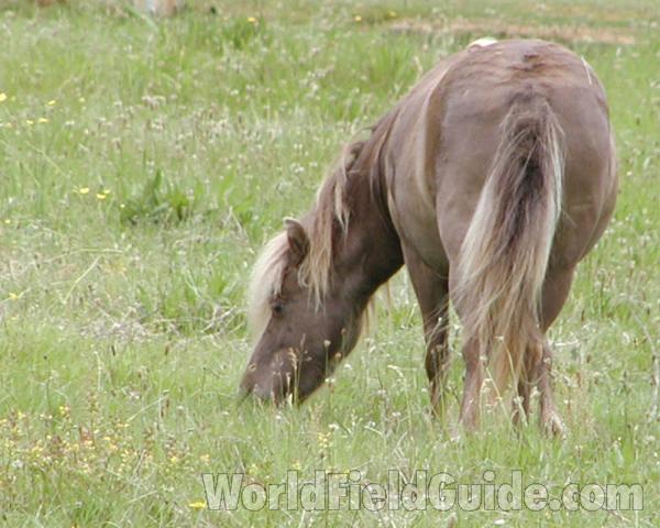 Rear View<br>(Location of Picture: Darrington, Washington, USA, 2007)