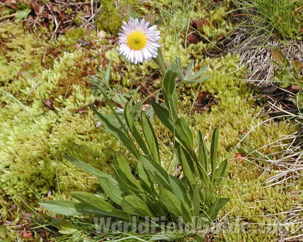 Habitat<br>(Location of Picture: Cascades, Washington, USA, 2007)