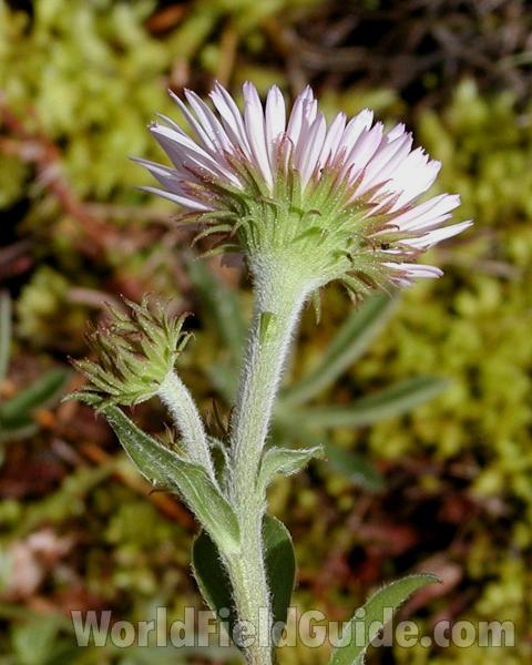 Flower - Rear View<br>(Location of Picture: Cascades, Washington, USA, 2007)