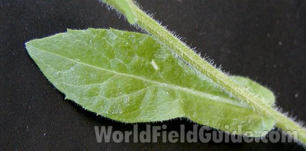 Leaf and Stem<br>(Location of Picture: Okanogan, Wa, USA, 2007)