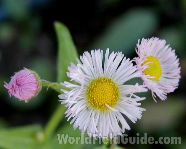 Flower - Front View<br>(Location of Picture: Okanogan, Wa, USA, 2007)