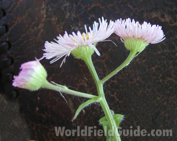Flowers - Side View<br>(Location of Picture: Okanogan, Wa, USA, 2007)