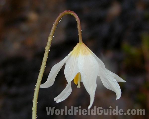 Flower - Side View<br>(Location of Picture: Mt Rainier, Wa, USA, 2007)