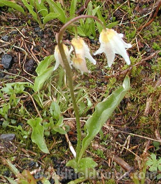 Basal Leaf<br>(Location of Picture: Mt Rainier, Wa, USA, 2007)